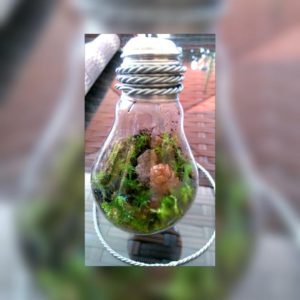 Mini Glühbirnen Terrarium_handimglueck