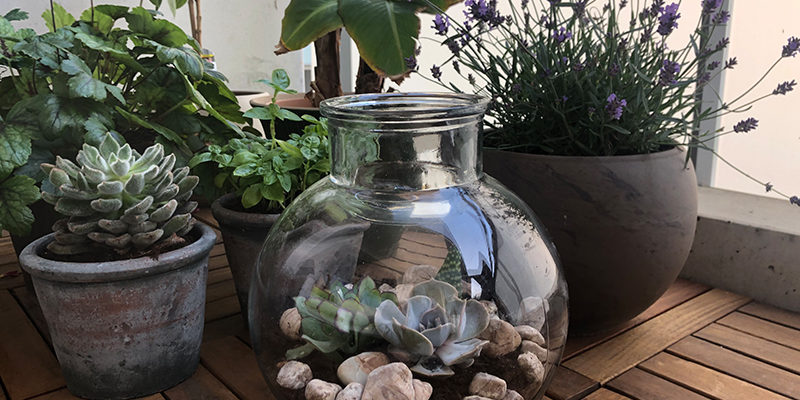 DIY Kleiner Sukkulenten-Garten